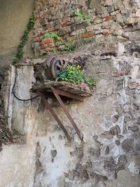 High angle view of an animal on wall