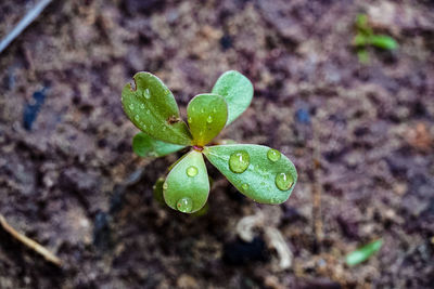 Close-up of raindrops on plant