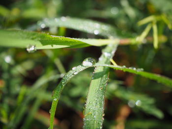 Close-up of raindrops on leaf