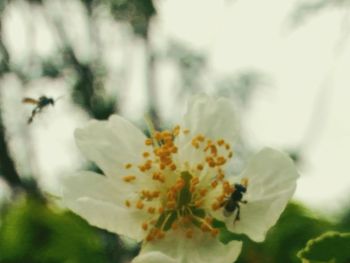 Close-up of white flowering plant