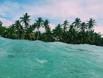 Palm trees by swimming pool against sky