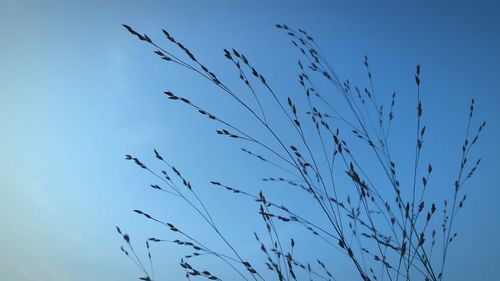 Low angle view of tree against blue sky