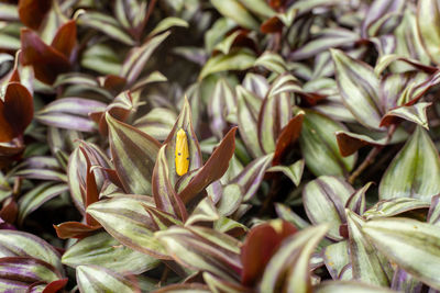 Big yellow bug, standing on leaves