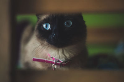 Close-up portrait of a cat