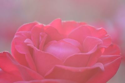 Close-up of pink rose