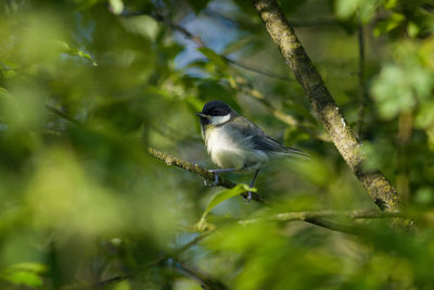Close-up of bird perching on branch