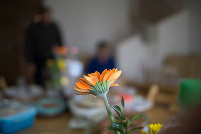 Close-up of orange daisy flower