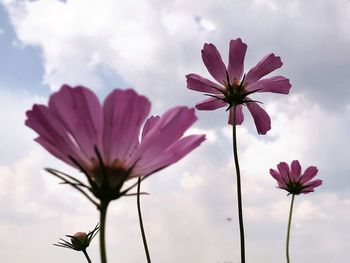 Close-up of pink flowering plant against sky