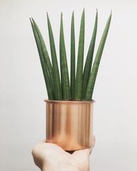 Close-up of hand holding plant against white background