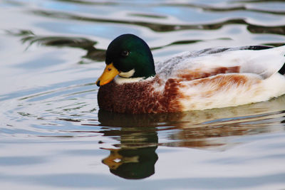 Close-up of duck swimming in lake