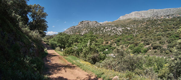 Road amidst plants and trees against sky