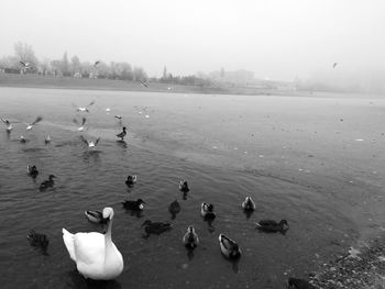 Swans and ducks in water against sky