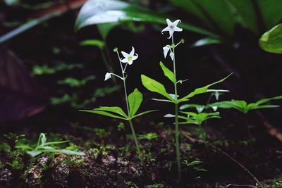 Close-up of small plant growing on field