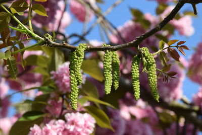 Close-up of pink flowering plant