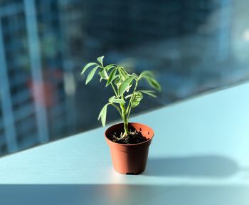 Close-up of potted plant