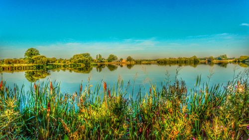 Reflection of trees in calm lake