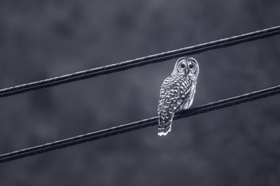 Close-up of bird perching