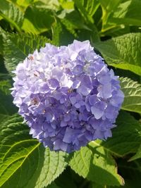 Close-up of purple hydrangea