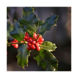 Close-up of red berries growing on plant
