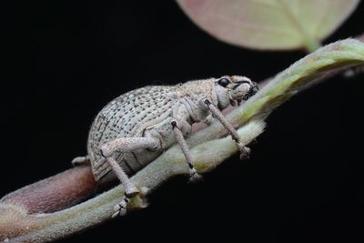 Close-up of lizard on black background