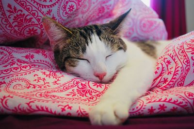Close-up of cat sleeping on bed