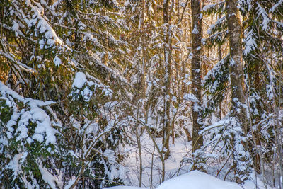 Trees in snow covered forest