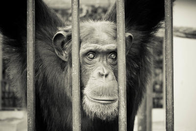 Close-up portrait of monkey