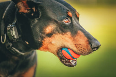 Close-up of dog looking away