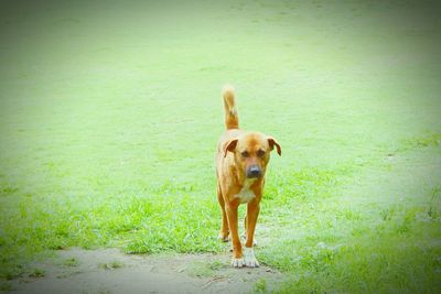 Dog on dirt road