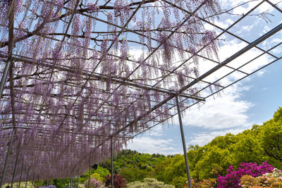 Purple giant miracle wisteria blossom trellis. ashikaga flower park, tochigi prefecture, japan