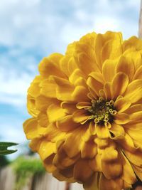 Close-up of yellow flowering plant against sky