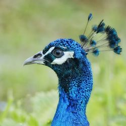 Close-up of peacock