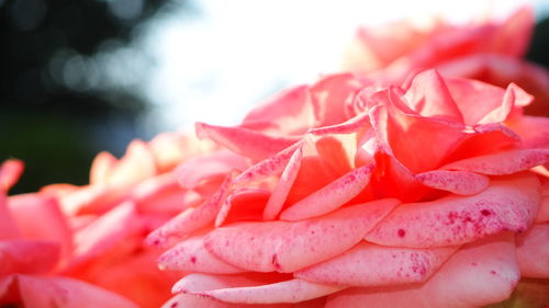 Close-up of pink flowers