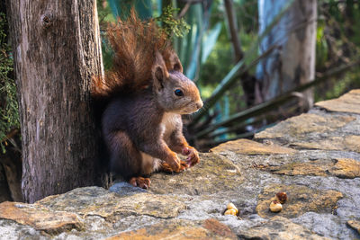 Close-up of squirrel on tree trunk