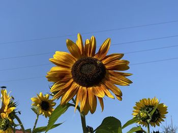 Low angle view of sunflower against sky