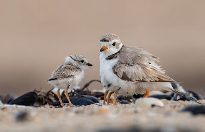 Close-up of birds perching