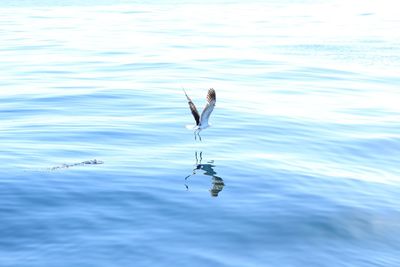 High angle view of bird in water