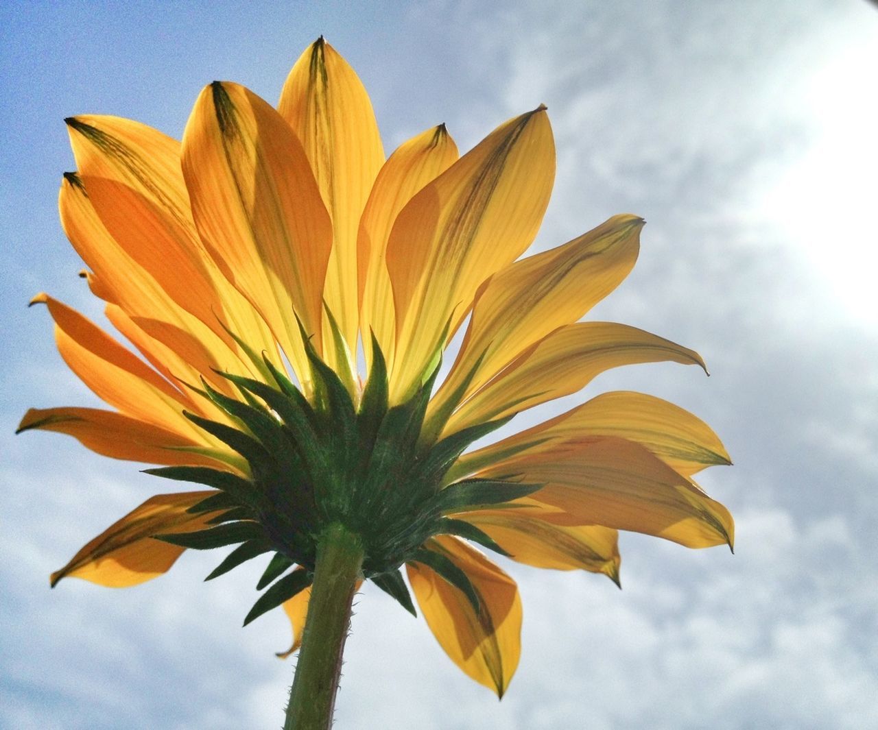 flower, petal, low angle view, sky, fragility, freshness, flower head, yellow, beauty in nature, growth, nature, blooming, single flower, cloud - sky, close-up, blue, sunflower, cloud, leaf, plant