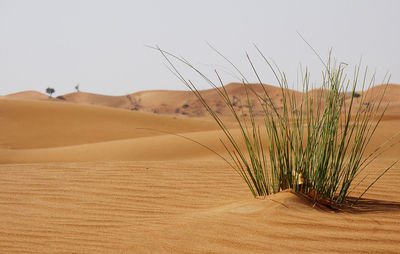 Plants growing in desert against sky