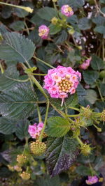 Close-up of pink flowers blooming outdoors