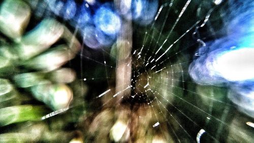 Close-up of spider on web