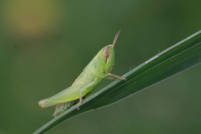 Close-up of insect on leaf