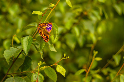 Butterfly pollinating flower