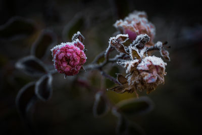 Close-up of frosty pink flower during winter