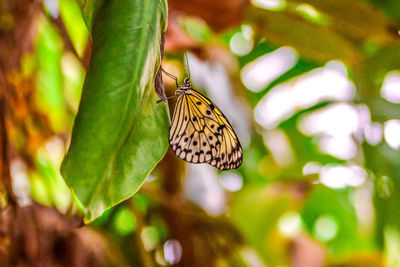 Butterfly on plant