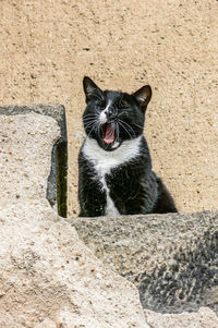 Portrait of cat sitting outdoors