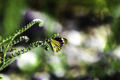 Close-up of butterfly pollinating on leaf