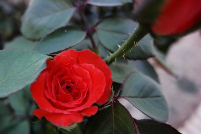 Close-up of red rose