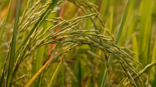 Close-up of wheat growing on field