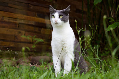 Portrait of cat sitting on field